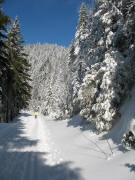 Auf der Loipe im Winterwald zwischen Feldberg und Schluchsee am 13.2.2006