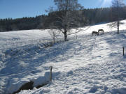 Pferde am Ospelehof am 21.12.2007 - Blick nach Sden