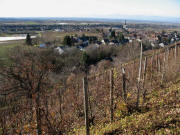 Blick vom Fohrenberg ber Chardonnay-Reben nach Westen auf Ballrechten am 5.12.2007 bei 15 Grad plus