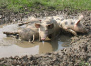 Glckliche Schweine am 4.6.2007 in Sexau: Hinterer Seilerhof