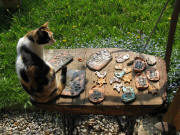 Katze auf dem Keramik-Tisch mit Vergimeinnicht am 3.5.2009