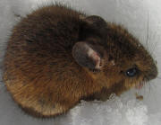 Eine Maus am 2.2.2011 am Schauinsland im Schnee - frit Nuss + Rosine